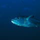 Dogtooth tuna