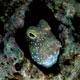 Roughhead blenny