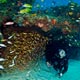 Cave 8 dive site - Zanzibar