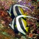 Butterflyfish - Zanzibar