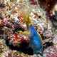 Blue ribbon eel - Zanzibar