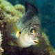 Damselfish - Zanzibar