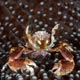 Feeding porcelain crab - Zanzibar