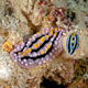 Two dorid nudibranchs - Zanzibar