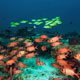 Soldierfish and snappers - Zanzibar