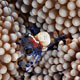 Shrimp on anemone - Zanzibar