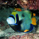 Emperor angelfish - Zanzibar