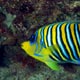 Regal Angelfish - Mnemba atoll