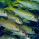 Yellowfin goatfish - Mnemba atoll