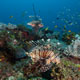 Lionfish on reef - Mnemba atoll