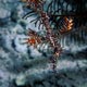 Ornate ghost pipefish: Pemba