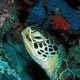 Turtle - Pemba