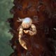 Swimming crab on soft coral - Pemba