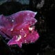Pink leaffish - Pemba