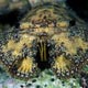 Slipper lobster - Pemba