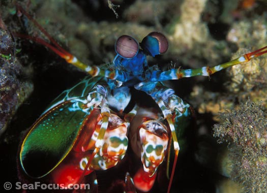 Mantis shrimp - Pemba