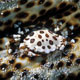 Sea cucumber swimming crab - Pemba