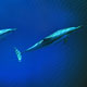 Spinner dolphins - Pemba