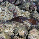 Seagrass ghost pipefish - Pemba