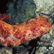 Spanish Dancer - Pemba