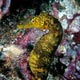 tigertail seahorse