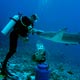 nurse shark