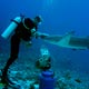 nurse shark