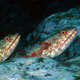 Pair of Lizardfish