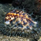 Tiger cowrie feeding