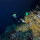 Diver and coral