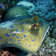 Bluespotted ray