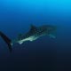 Whaleshark at Richelieu Rock