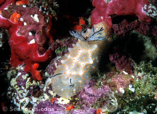 Halgerda nudibranch