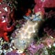 Halgerda stricklandii nudibranch