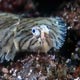 Peacock flounder 