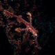 Ornate ghost pipefish