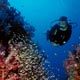 Diver on reef