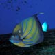 Blue-ringed or Similans angelfish