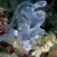 Frogfish at Kakani