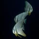 Batfish at the Hemdadhoo Wreck