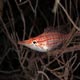 Longnose hawkfish, Dharavandhoo