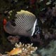 Collared butterflyfish, Dharavandhoo