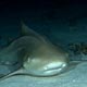 Leopard Shark at Kani Corner