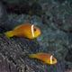 Maldivian clownfish, Nassimo Reef