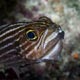 Tiger cardinalfish