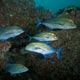 Bluefin trevally, Nelivaru Thila