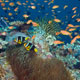 Clownfish and anthias