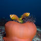 Maldivian clownfish
