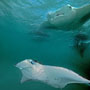 manta rays