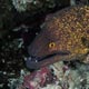 moray eel